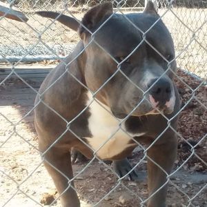 Meet your Posher, Antroy